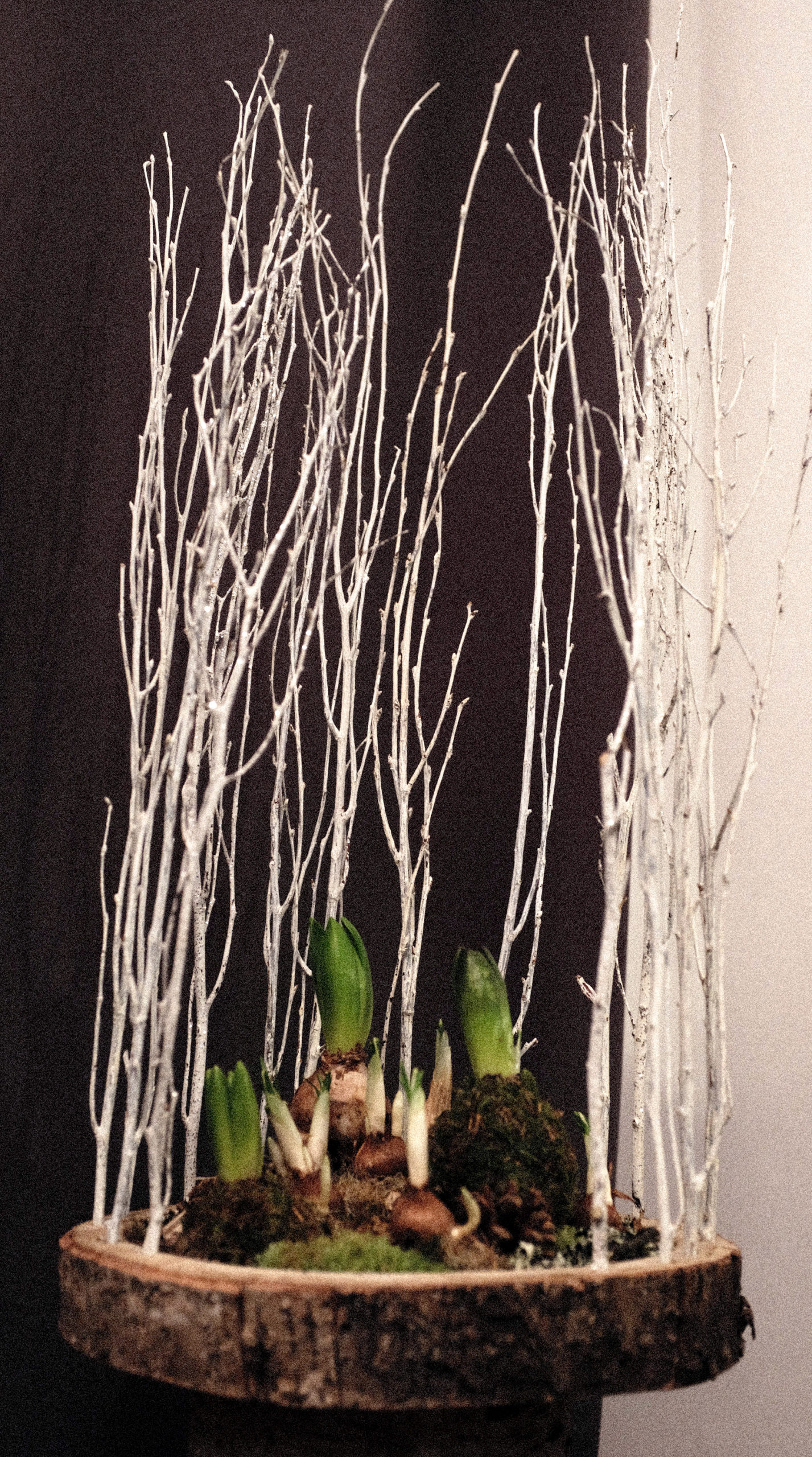 Petit jardin d'intérieur (bulbes de jacinthes, crocus, iris)